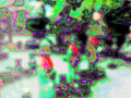 Glitch Photography | Thomas Bjave Price | Day 377 P1420411  | Lead and Follow